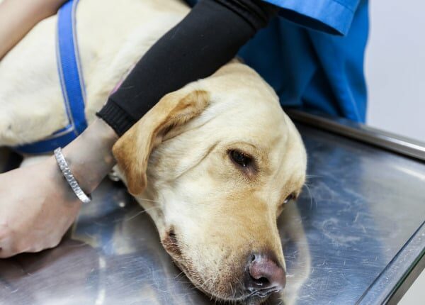 Labrador rettet Tierarzt das Leben, nachdem Kopfstoß Krebs enthüllt