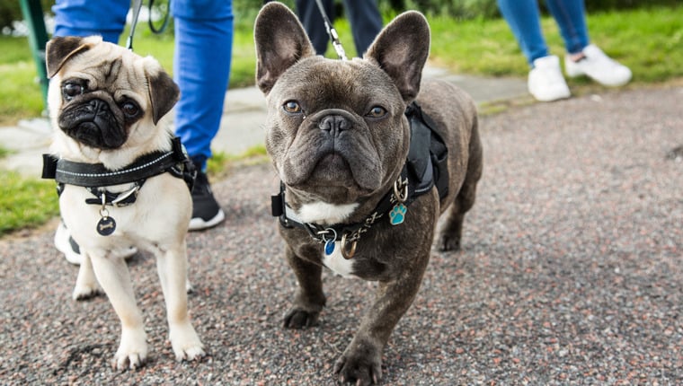 Die niederländische Regierung verschärft das Verbot von plattnasigen Hunden