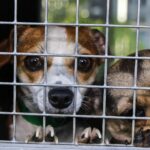 Aufdeckung extremer Hundezucht in Großbritannien