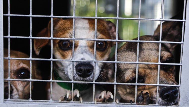 Aufdeckung extremer Hundezucht in Großbritannien
