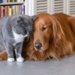 Ausgesetzter Hund und Katze, benannt nach „Homeward Bound“-Charakteren