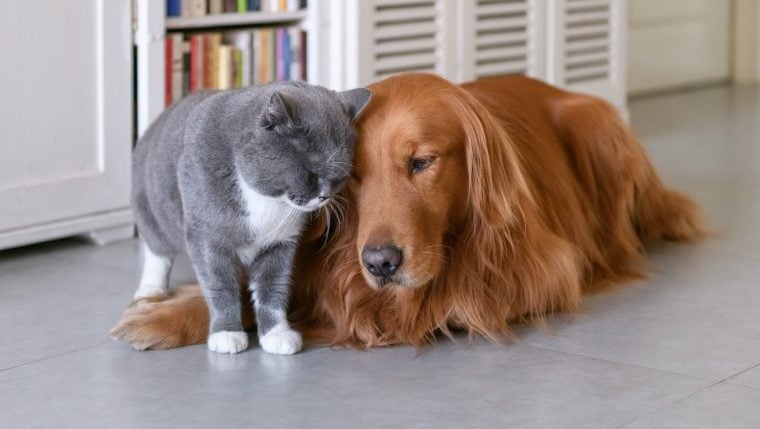Ausgesetzter Hund und Katze, benannt nach „Homeward Bound“-Charakteren