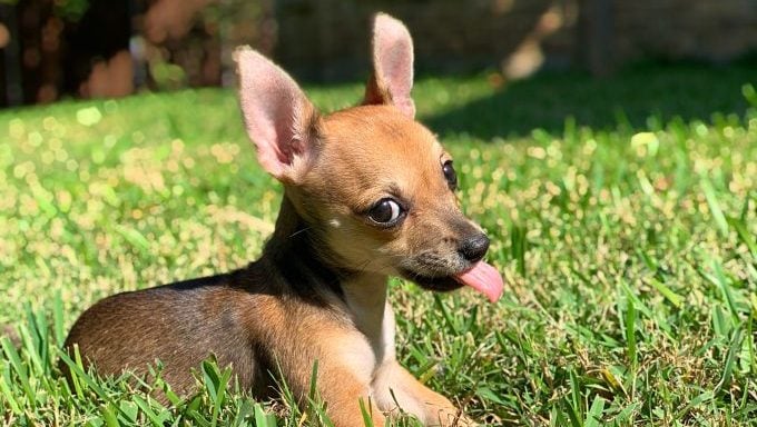 Chihuahua-Lähmung