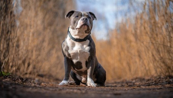 Staffordshire Bullterrier Hund gestohlen
