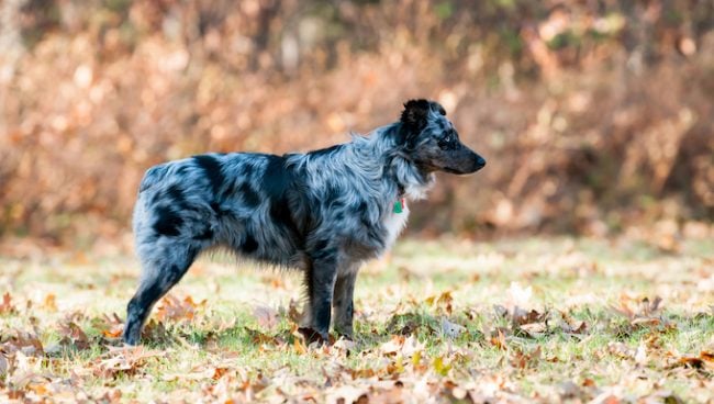 Hundegesetze in New Hampshire