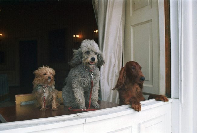 Nixon-Hunde