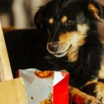 Eine Freiwilligengruppe verwendet Brathähnchen, um Hunde zu retten