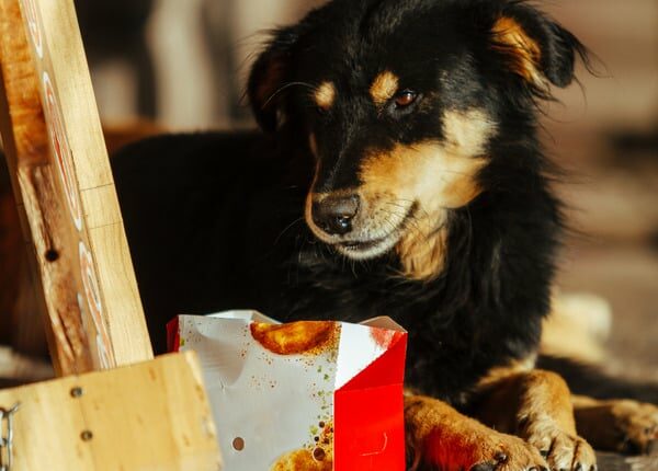 Eine Freiwilligengruppe verwendet Brathähnchen, um Hunde zu retten