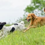 Gruppenübungen sind großartig für Hunde mit Angstzuständen, sagt die Studie