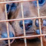 Die Polizei von Michigan beschlagnahmt 78 Hunde, die unter „erbärmlichen Lebensbedingungen“ gehalten werden