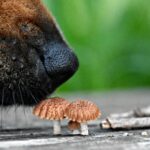 Hundemama warnt andere nach Pilzvergiftung des Welpen