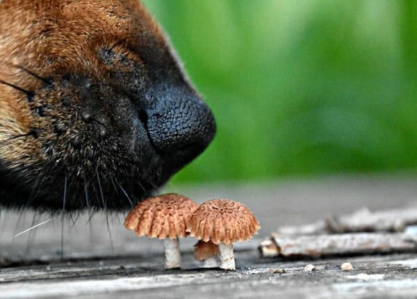 Hundemama warnt andere nach Pilzvergiftung des Welpen