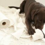 Umfrage findet die Wahrheit hinter „Dog-Shaming“