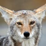 Die Paarungszeit trägt zum Kojotenproblem in Massachusetts bei