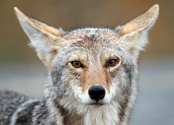 Die Paarungszeit trägt zum Kojotenproblem in Massachusetts bei