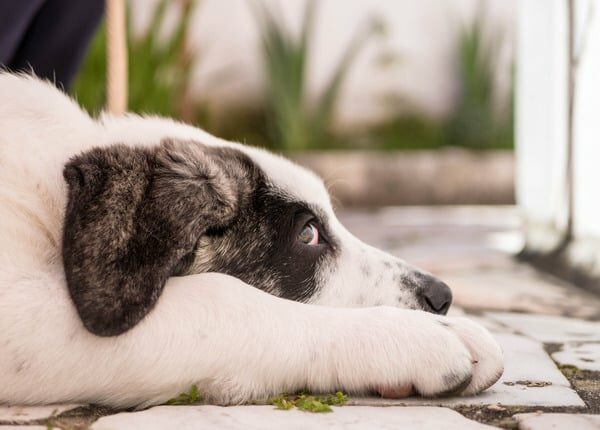 Portugiesischer Farmhund wird mit 30 Jahren ältester Hund aller Zeiten