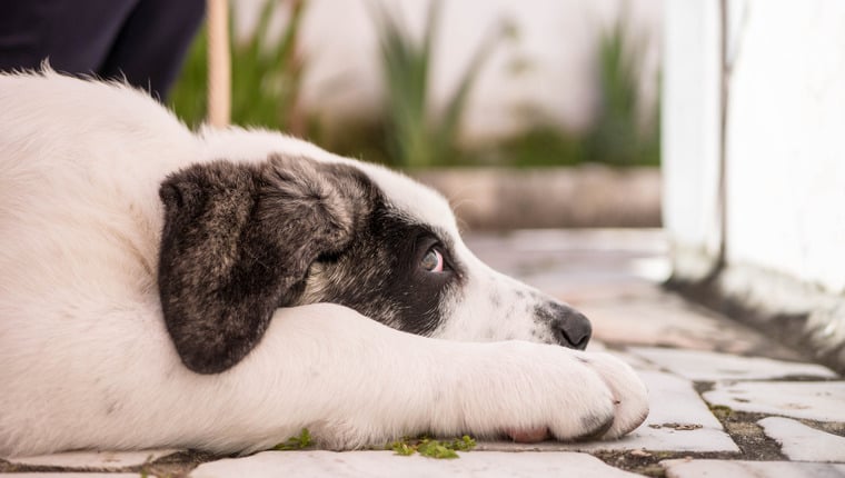 Portugiesischer Farmhund wird mit 30 Jahren ältester Hund aller Zeiten