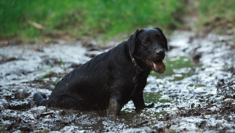 Gestrandeter Hund steckt in Teich fest und wird gerettet, nachdem Student Animal Control alarmiert hat