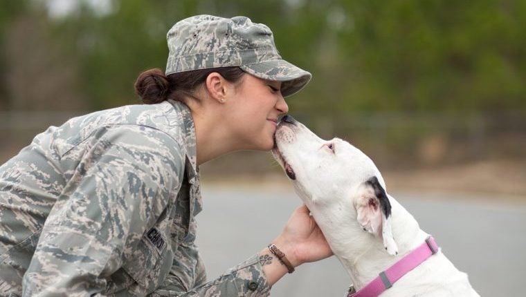 Luftwaffen-Sergeant versucht, streunenden Hund aus dem Einsatz zu adoptieren