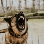 Gesetzgeber wollen Verbrechern verbieten, „bösartige Hunde“ zu haben