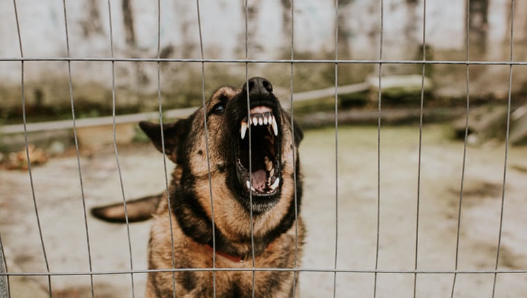 Gesetzgeber wollen Verbrechern verbieten, „bösartige Hunde“ zu haben