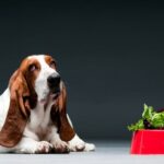 Laut neuem Buch sind pflanzliche Diäten besser für Ihren Hund