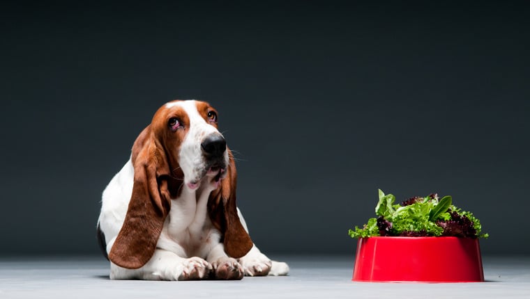 Laut neuem Buch sind pflanzliche Diäten besser für Ihren Hund