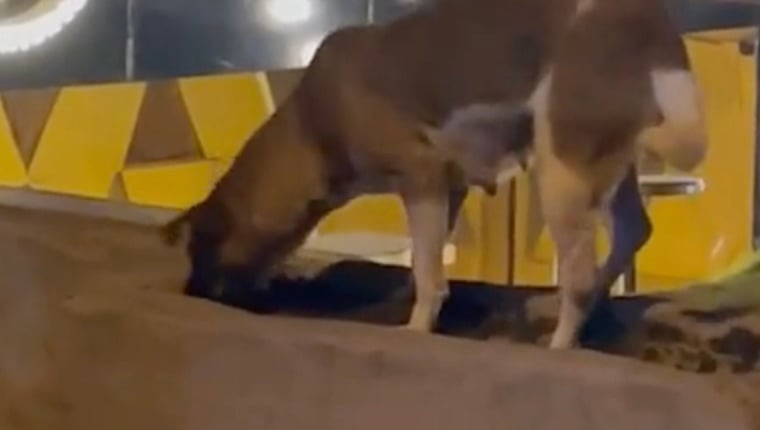 Hund wird viral, weil er seinen Katzengefährten von einem Auto angefahren hat