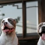 Rettung nimmt drei Hunde aus angeblichem Hundekampfring auf