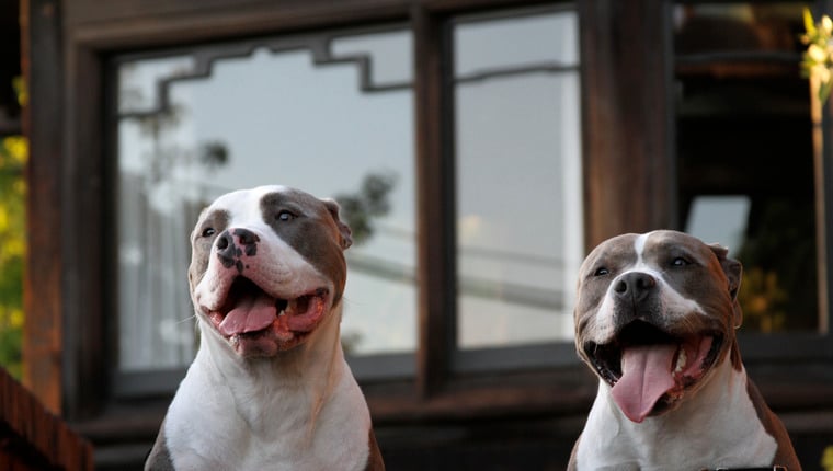 Rettung nimmt drei Hunde aus angeblichem Hundekampfring auf