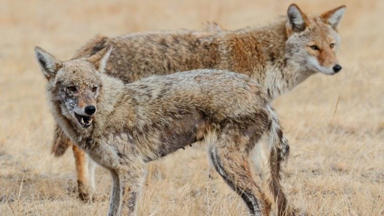 Hund nach monatelangem Laufen mit Rudel Kojoten gerettet