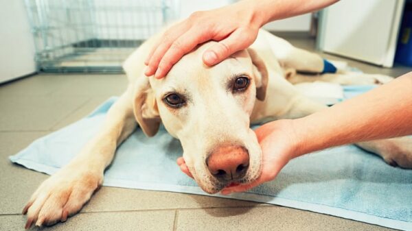 Studie empfiehlt Krebsvorsorge für Hunde ab 4 Jahren