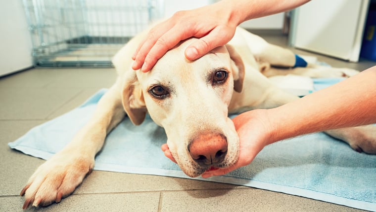 Studie empfiehlt Krebsvorsorge für Hunde ab 4 Jahren