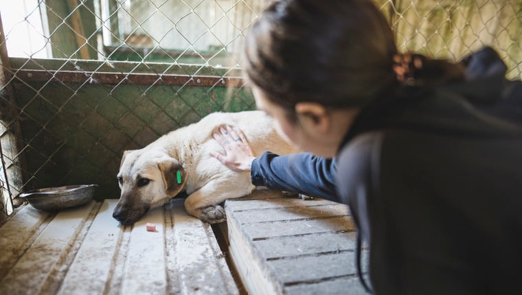 Hundeliebhaber aus Alabama hilft Eckzähnen in der Ukraine