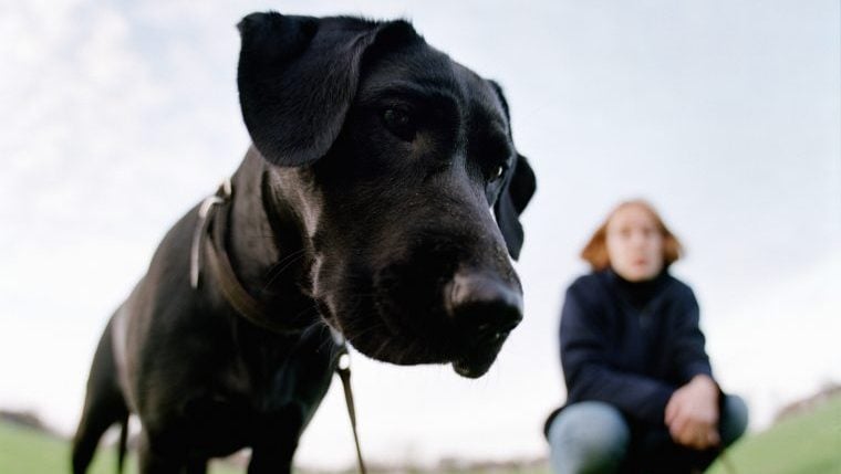 Colorado-Hund nimmt versehentlich Meth zu sich, während er mit seiner Mutter spazieren geht