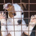 Hund im Fall „menschliches Versagen“ versehentlich von Tierheim eingeschläfert