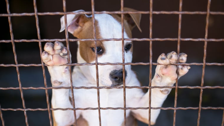 Hund im Fall „menschliches Versagen“ versehentlich von Tierheim eingeschläfert