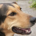 Verlorener Hund kehrt in Texas Shelter zurück und klingelt um Hilfe