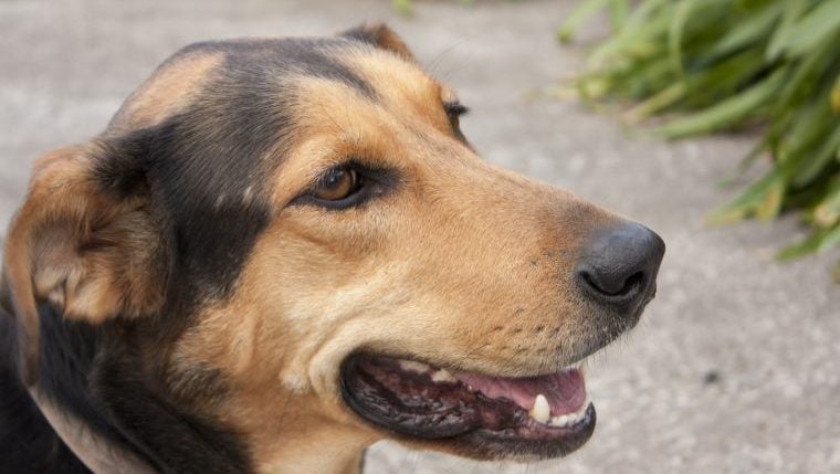 Verlorener Hund kehrt in Texas Shelter zurück und klingelt um Hilfe