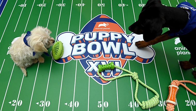 Der Puppy Bowl kehrt für sein 19. Jahr zurück