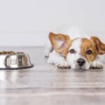 Purina ruft Hundefutter wegen potenzieller Toxizitätsrisiken zurück