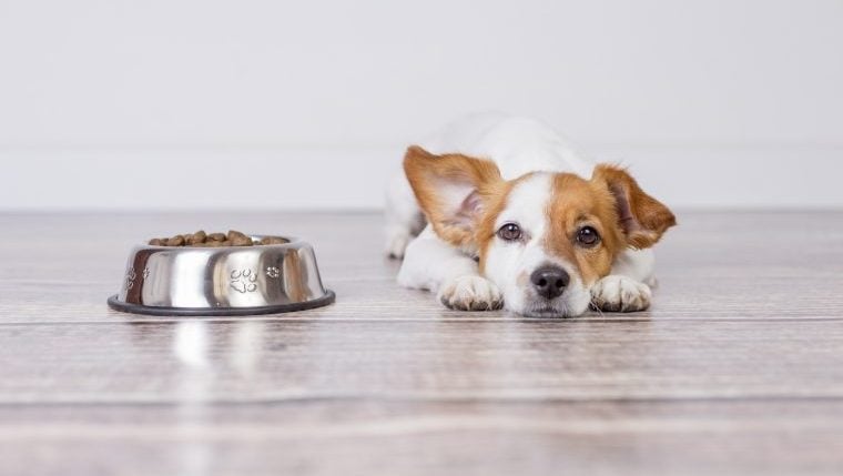 Purina ruft Hundefutter wegen potenzieller Toxizitätsrisiken zurück