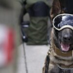 Mexiko schickt berühmte Such- und Rettungshunde in die Türkei