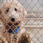 Gründer von Georgia Poodle Rescue wegen Tierquälerei festgenommen