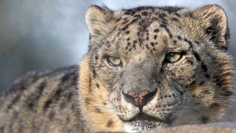 Das Canine Distemper Virus befällt laut Studie Leoparden in Nepal