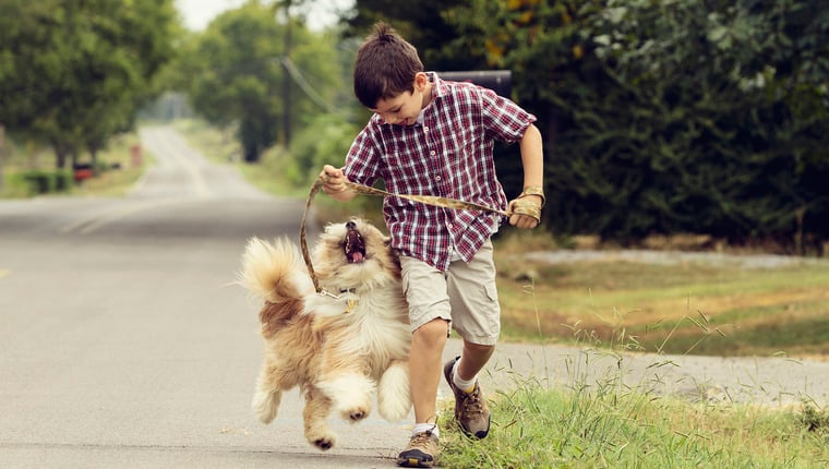 11-jähriger Junge mit Hund zur Crufts