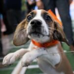 Puppy Bowl erzielt 2023 die höchsten Bewertungen aller Zeiten