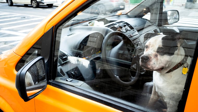 Entlaufener Hund springt auf 100-Meilen-Fahrt ins Taxi zum Flughafen