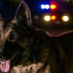 Polizeihund und Polizist sterben bei einem Unfall in Kansas City