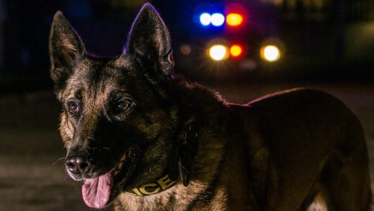 Polizeihund und Polizist sterben bei einem Unfall in Kansas City
